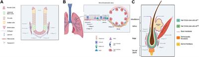 ECM and epithelial stem cells: the scaffold of destiny